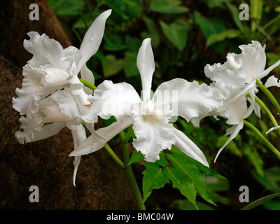 Orchidées Cattleya blanc. Diplocentrus lobata du Brésil Banque D'Images