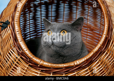 Britisch Kurzhaar / British Shorthair Banque D'Images