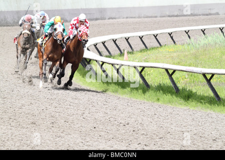 Quatre chevaux de course et de leurs jockeys tournant la courbure dans une bataille pour atteindre la ligne d'arrivée. Banque D'Images