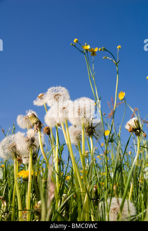 Graines de pissenlit parmi les renoncules sur la Lugg Meadows Nature Reserve Hereford Banque D'Images