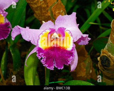 Orchidée Cattleya. Ce sont un choix commun d'utiliser que les fleurs coupées Banque D'Images