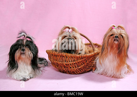 Liegender Shih Tzu / couché Shih Tzu Banque D'Images