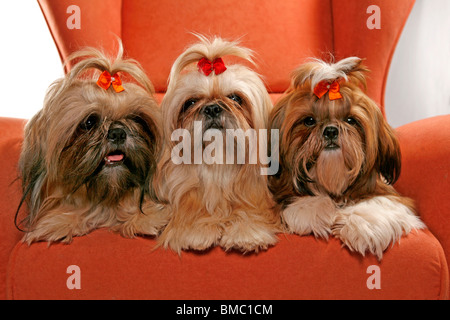 Shih Tzus Banque D'Images