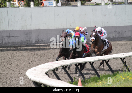 Le pack avant de chevaux de course se déplace dans le virage en direction de la finale Banque D'Images