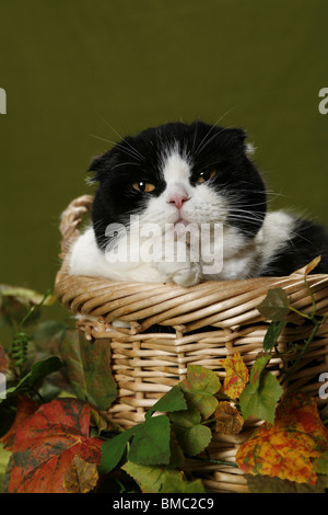 Scottish Fold Banque D'Images