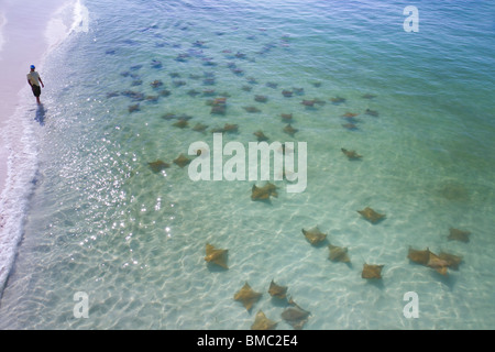 Une bande de raies aigles communes (Myliobatis aquila) le long de la côte avec un homme marchant sur la plage, Destin, Floride, États-Unis. Banque D'Images