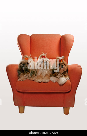 Shih Tzus auf Sessel / Shih Tzus sur fauteuil Banque D'Images