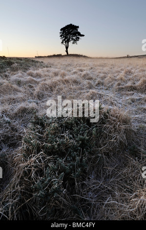 Seul un arbre de pin sylvestre (Pinus sylvestris) près de Priddy piscines du lever du soleil sur un matin d'hiver glacial Banque D'Images