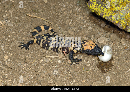 Gila Monster manger des oeufs d'oiseaux immatures. Banque D'Images