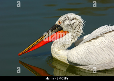 Pélican frisé (Pelecanus crispus) flottant sur un lac Banque D'Images