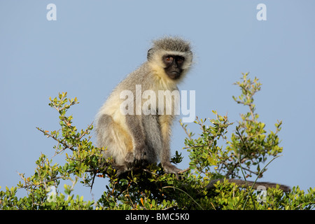 Singe vervet (Cercopithecus aethiops) assis dans un arbre, Afrique du Sud Banque D'Images