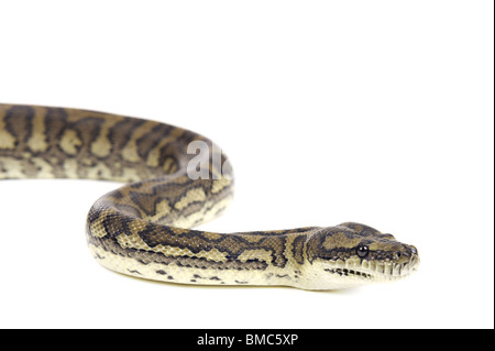 Morelia spilota variegata ; Serpent tapis sur fond blanc Banque D'Images