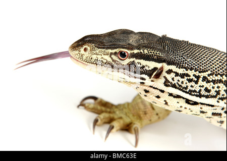 Varanus panopes ; Un moniteur Argus sur fond blanc Banque D'Images