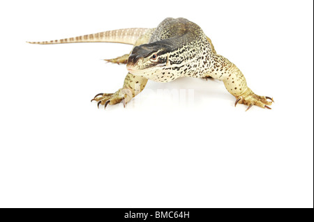 Varanus panopes ; Un moniteur Argus sur fond blanc Banque D'Images