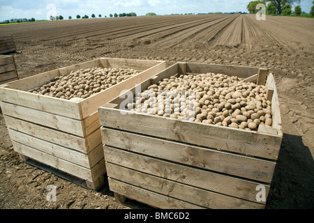 Caisses de plants de pommes de prêts pour la plantation au champ, Hemley, Suffolk Banque D'Images