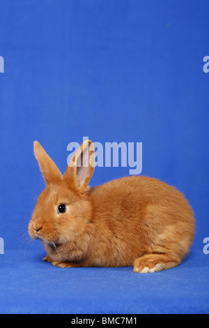 Junges Kaninchen / jeune lapin Banque D'Images