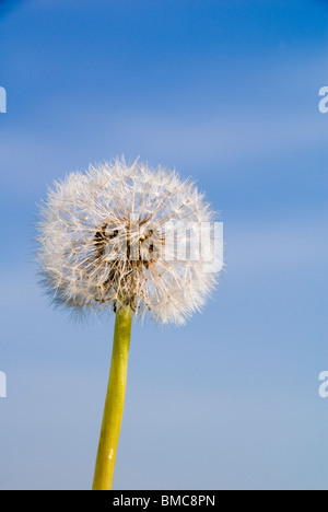 Graines de pissenlit sur la Lugg Meadows Nature Reserve Hereford Banque D'Images