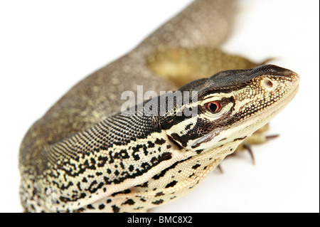 Varanus panopes ; Un moniteur Argus sur fond blanc Banque D'Images