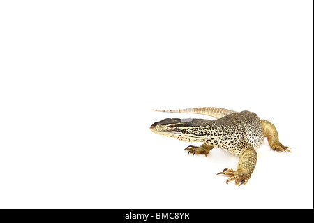 Varanus panopes ; Un moniteur Argus sur fond blanc Banque D'Images