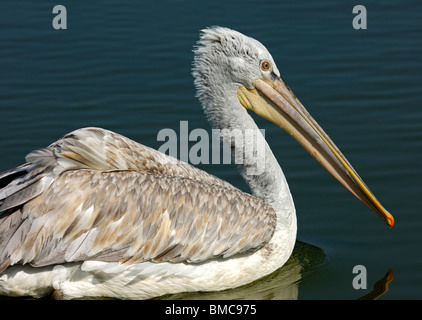 Jeune Pélican frisé (Pelecanus crispus) flottant sur un lac Banque D'Images