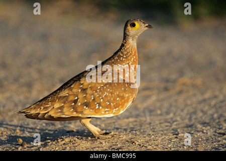 Ganga de Burchell ou tachetées (Pterocles burchelli), désert du Kalahari, Afrique du Sud Banque D'Images