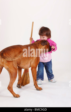 Petite fille et l'Allemand Boxer / broom Banque D'Images