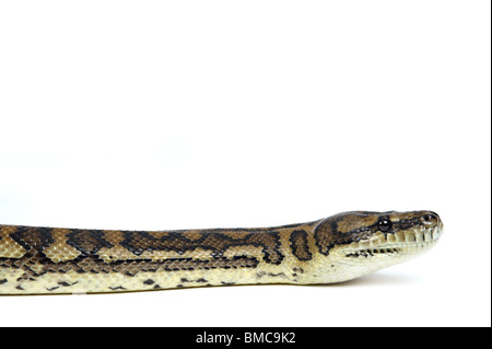 Morelia spilota variegata ; Serpent tapis sur fond blanc Banque D'Images