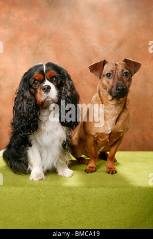 Cavalier King Charles Spaniels Banque D'Images