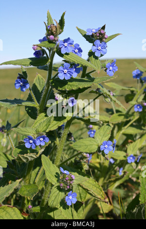 Orcanette vert Pentaglottis sempervirens prises sur Leasowe, Wirral, UK Banque D'Images