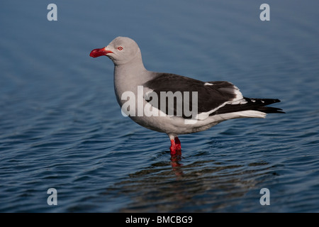 Blutschnabelmöwe, Dolphin Gull, Leucophaeus scoresbii Sea Lion Island Iles Falkland hot Banque D'Images