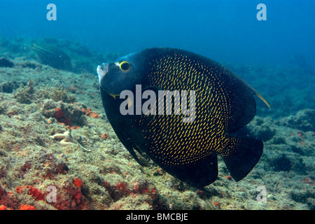 Angelfish Pomacanthus paru en français, l'Ilha, Escalvada, Guarapari, Espírito Santo, Brésil Banque D'Images