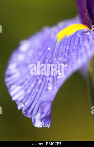 Iris bleu fleur à pétales jaunes et de gouttes de pluie en juin UK Banque D'Images