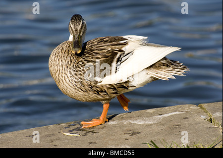 Canard bord de l'eau, le canard, le visage Banque D'Images