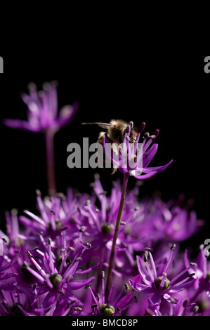 Close up de l'abeille la collecte du pollen sur un Allium hollandicum 'Purple Sensation' fleurit Banque D'Images