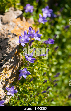 Campanula portenschlagiana, Mur ou Adria Bellflower, poussant sur un mur de pierre au printemps Banque D'Images