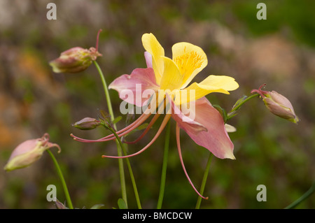 Aquilegia rose et jaune pâle, l'ancolie, en fleurs au printemps Banque D'Images