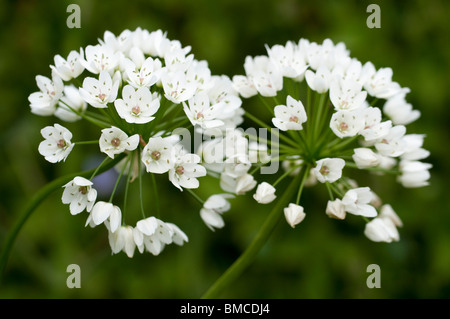 Allium Allium neapolitanum cowanii, '', en fleurs Banque D'Images