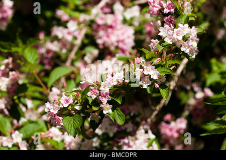 Weigela, arbuste en fleurs rose pâle à la fin du printemps Banque D'Images