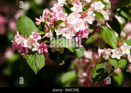 Weigela, arbuste en fleurs rose pâle à la fin du printemps Banque D'Images