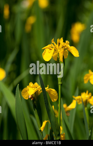 Drapeau jaune, Iris pseudacorus Iris, en fleurs au printemps Banque D'Images