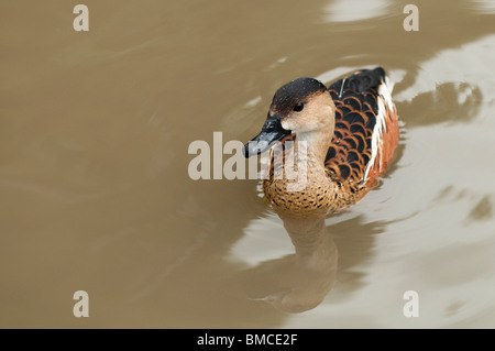 Sifflement d'errance-duck, Dendrocygna arcuata, à Slimbridge WWT dans le Gloucestershire, Royaume-Uni Banque D'Images