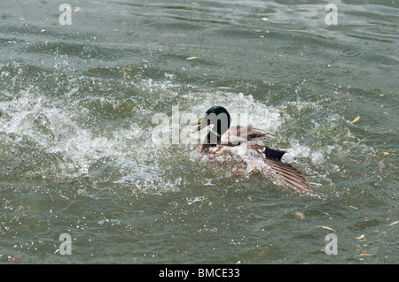 Le Canard colvert Anas platyrhynchos, combats drakes, à Slimbridge WWT dans le Gloucestershire Banque D'Images