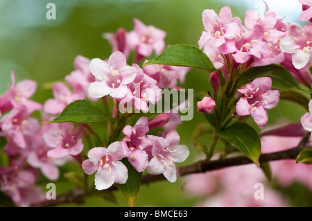 Weigela, arbuste en fleurs rose à la fin du printemps Banque D'Images