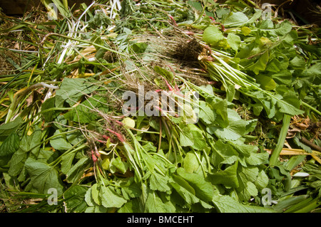 Les radis et autres plantes dans un tas de compost dans un jardin communautaire à New York, le samedi 29 mai 2010. (© Richard B. Levine) Banque D'Images