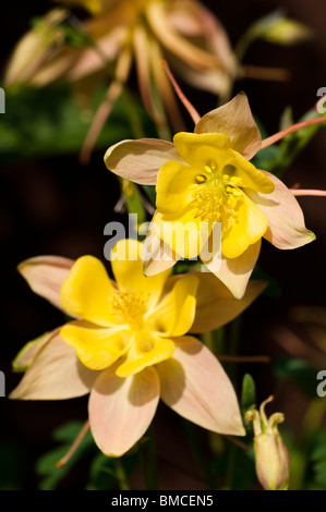 Aquilegia rose et jaune pâle, l'ancolie, en fleurs au printemps Banque D'Images