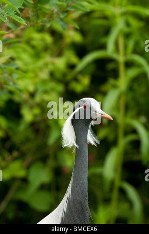 Grue Demoiselle, Anthropoides Virgo, à Slimbridge WWT dans le Gloucestershire Banque D'Images