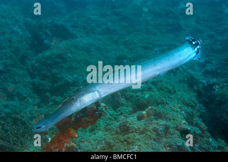 Poissons-trompette, Aulostomus maculatus, Ilha, Escalvada Swimblue, Espirito Santo, Brésil Banque D'Images