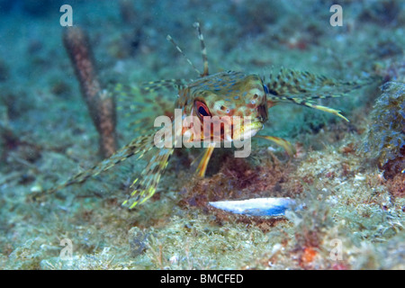 Le grondin volant, Dactylopterus volitans, Ilha, Escalvada Swimblue, Espírito Santo, Brésil Banque D'Images