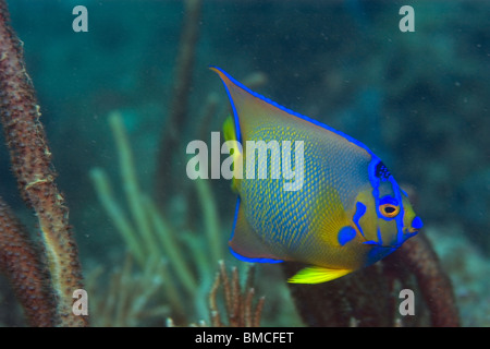 Queen angelfish, Holacanthus ciliaris, juvénile, Ilha, Escalvada Swimblue, Espírito Santo, Brésil Banque D'Images
