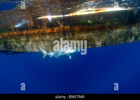 Grand, Sphyrna mokarran, pêchées par les palangriers de surface, Saint Pierre et Saint Paul's Rocks, le Brésil, l'Océan Atlantique Banque D'Images